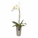 Orchid In Decorative Vase