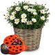 Send Airy-Light-potted-marguerite-with-chocolate-ladybird to Switzerland
