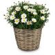 Send Airy-Light-potted-marguerite to Austria