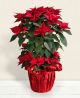 Send Albero-di-stelle to Italy