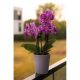Send Arrangement-of-Phalaenopsis-Orchid-Plants to Indonesia