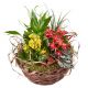 Send Bright-Indoor-Plants-in-a-Basket to Liechtenstein