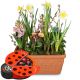 Send Cheerful-Little-Spring-Garden-with-chocolate-ladybird to Switzerland