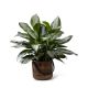 Send Chinese-Evergreen to Canada