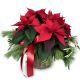 send Christmas-Dream-poinsettia-Max to Switzerland
