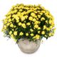 Send Chrysanthemum-Plant-yellow-in-a-cachepot to Liechtenstein