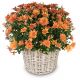 Send Chrysanthemum-orange-in-a-basket to Liechtenstein