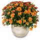 Send Chrysanthemum-orange-in-a-cachepot to Liechtenstein