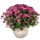 Send Chrysanthemum-pink-in-a-cachepot to Liechtenstein
