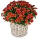 Send Chrysanthemum-red-in-a-basket to Liechtenstein
