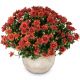 Send Chrysanthemum-red-in-a-cachepot to Liechtenstein