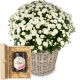 Send Chrysanthemum-white-in-a-basket-with-Swiss-blossom-honey to Liechtenstein