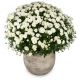 Send Chrysanthemum-white-in-a-cachepot to Liechtenstein