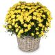 Send Chrysanthemum-yellow-in-a-basket to Liechtenstein