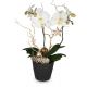 Send Festive-noble-orchid-Mid to Liechtenstein