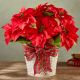 Send HAPPIEST-HOLIDAYS-POINSETTIA to Canada