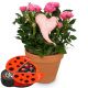 Send Heartfelt-Surprise-rose-plant-with-heart-with-chocolate-ladybird to Liechtenstein