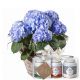 Send Hydrangea-blue-with-Gottlieber-tea-gift-set-and-hanging-gift-tag-Thank-You to Switzerland
