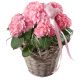 Send Hydrangea-pink-with-Heart to Switzerland
