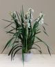 Send Mini-Cymbidium to Italy