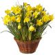 Send Narcissi-in-a-Basket-planted to Liechtenstein