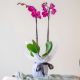 Send Orchid-Plant to Andorra
