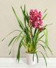 Send Orchidea-Cymbidium to Italy