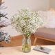 Send Paniculata-bunch to Spain