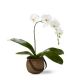 Send Phalaenopsis-Orchid-Min to Uruguay
