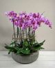 Send Phalaenopsis-rosa to Italy