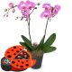 Send Pink-Dream-orchid-with-chocolate-ladybird to Switzerland