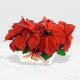 Send Poinsettia-Basket-Mid to South Africa