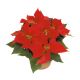Send Poinsettia to Luxembourg