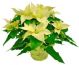 Send Poinsettia to Madagascar