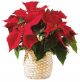 Send Red-Poinsettia-Basket-Mid to Argentina