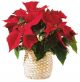 Red Poinsettia Basket
