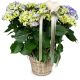 Send Romantic-Vintage-blue-hydrangea to Liechtenstein