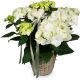 Send Romantic-Vintage-white-hydrangea to Liechtenstein