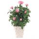 Send Rose-plant-with-outer-pot to Finland