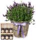 Send Scented-Summer-Greeting-potted-lavender-with-honey-gift-set to Liechtenstein