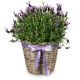 Send Scented-Summer-Greeting-potted-lavender to Liechtenstein