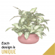Send Seasonal-Single-Plant-Min to Slovakia