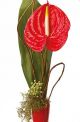 Send Single-Flower to New Zealand
