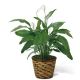 Send Spathiphyllum to Canada