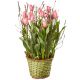 Send Spring-Gift-planted to Switzerland
