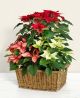 Send Stelle-di-Natale to Italy