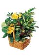 Send Sunshine-Basket to Antigua and Barbuda