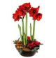Send Test-Plant-P to Sweden