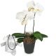 Send White-Dream-orchid-with-Swarovski-crystal-heart to Liechtenstein