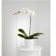 Send White-Orchid-Planter-Min to Argentina